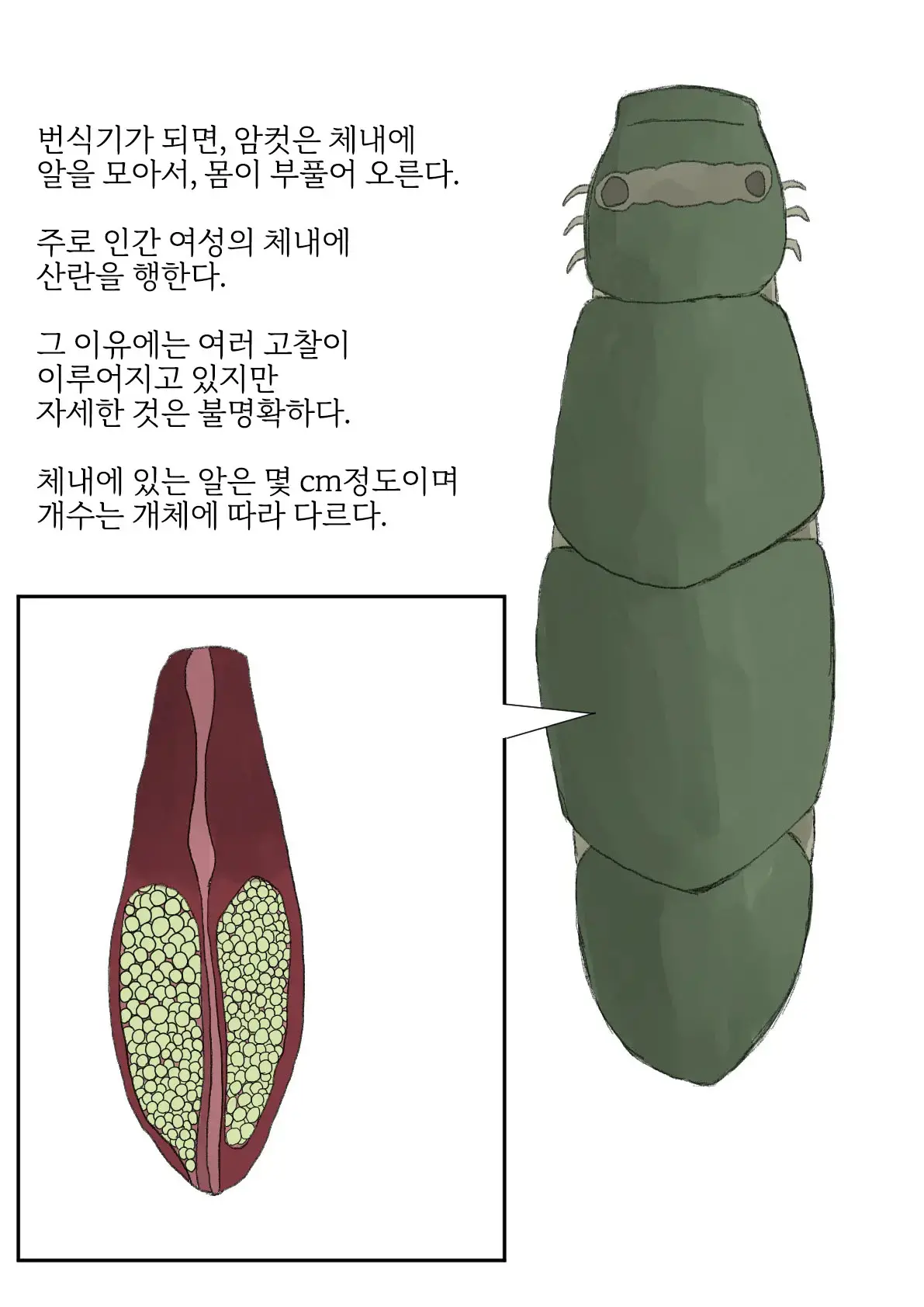 Oomushikaisetuzukan